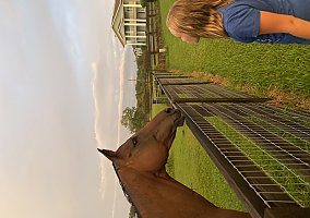 Thoroughbred (Thoroughbred, Mare) in Lithia, FL