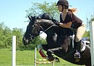 Paint Pony Mare for Sale in Pointe-fortune, Quebec Paint Pony Mare for Sale in Pointe-fortune, Quebec