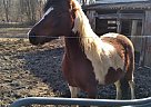 Tennessee Walking - Horse for Sale in Trafalgar, IN 46181