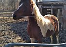 Tennessee Walking - Horse for Sale in Trafalgar, IN 46181 Tennessee Walking - Horse for Sale in Trafalgar, IN 46181