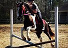 Tennessee Walking Gelding for Sale in Ridgeville, South Carolina Tennessee Walking Gelding for Sale in Ridgeville, South Carolina