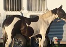 - Gelding in Seeley Lake, MT - Gelding in Seeley Lake, MT