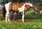 TB/Paint Gelding Dear John