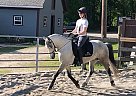 5YO Connemara Gelding Guinness