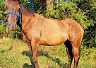 Quarter Horse - Horse for Sale in La Russell, MO 64848