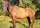 Quarter Horse - Horse for Sale in La Russell, MO 64848 Quarter Horse - Horse for Sale in La Russell, MO 64848