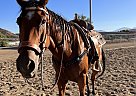 Quarter Horse - Horse for Sale in Perris, CA 92570 Quarter Horse - Horse for Sale in Perris, CA 92570