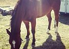 Bay AQHA Gelding Quarter Horse Gelding