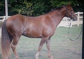 Trail Horse for Sale Quarter Horse Gelding