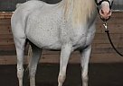 Arabian - Horse for Sale in Duluth, MN 55803 Arabian - Horse for Sale in Duluth, MN 55803