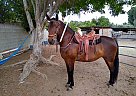 Andalusian - Horse for Sale in Hesperia, CA 92345 Andalusian - Horse for Sale in Hesperia, CA 92345