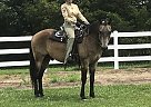 Lord of the Sun - Gelding in Marthasville, MO Lord of the Sun - Gelding in Marthasville, MO