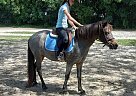 Pony of the Americas - Horse for Sale in Avon Park, FL 33825