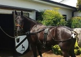 Tennessee Walking (Tennessee Walking, Mare) in Lewisburg, TN