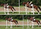 - Gelding in Uxbridge, ON - Gelding in Uxbridge, ON