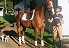 Thoroughbred - Horse for Sale in Uxbridge, ON L9P 1R