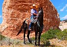 Tennessee Walking - Horse for Sale in Fort Collins, CO 80534 Tennessee Walking - Horse for Sale in Fort Collins, CO 80534