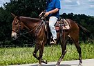 Mule - Horse for Sale in Brooksville, KY 41004 Mule - Horse for Sale in Brooksville, KY 41004
