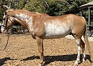 Paint - Horse for Sale in Rescue, CA 95672