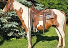 Paint - Horse for Sale in Xenia, OH 45385 Paint - Horse for Sale in Xenia, OH 45385