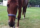 Horse for on Farm Lease Saddlebred Mare