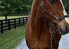 Oldenburg - Horse for Sale in Alpharetta, GA 30004