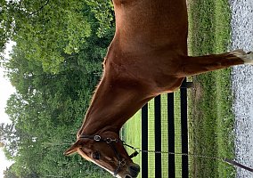 Warmblood (Warmblood, Gelding) in Alpharetta, GA