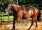  - Horse for Sale in Jackson, MI 49201