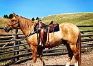 Draft - Horse for Sale in Hall, MT 59837