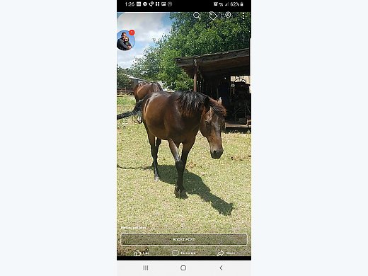 Project Horse
