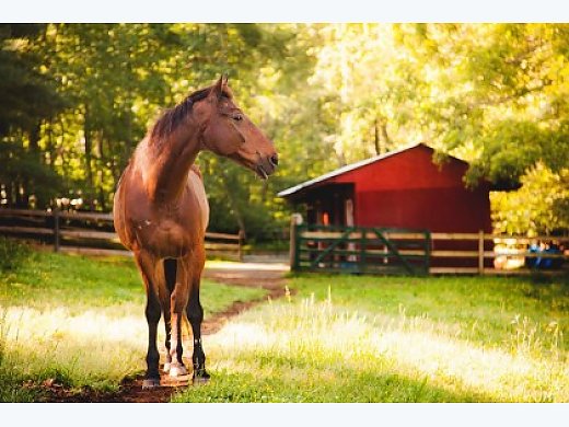 Senior Horse Looking For Forever Home