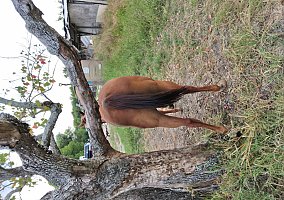 Quarter Horse (Quarter Horse, Mare) in Houston, TX
