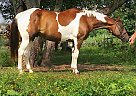 Paint - Horse for Sale in Elkton, MD 21921