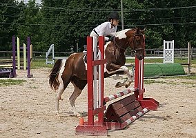 Paint (Paint, Gelding) in Elkton, MD