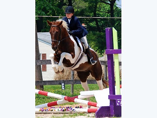 TB/Paint Gelding