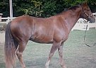 Trail Horse for Sale Quarter Horse Gelding
