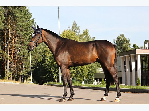 Trakehner Gelding for Sale