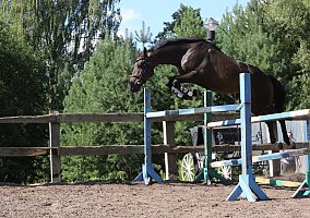 Trakehner