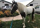 Gypsy/Percheron Mare Anna