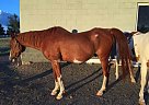 Arabian - Horse for Sale in Littleton, CO 80124