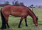 Quarter Horse - Horse for Sale in Ashland, OR 97520