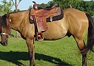Working Cow Prospect Quarter Horse Stallion