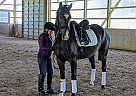 Other - Horse for Sale in Campbellville, ON l0p 1b0 Other - Horse for Sale in Campbellville, ON l0p 1b0