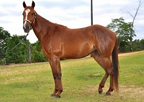 9YO Appendix Mare Alabama Ava (Fergie)