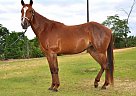 9YO Appendix Mare Alabama Ava (Fergie)