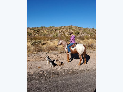 Appaloosa