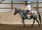Bandit Loves To Trail Ride! Appaloosa Gelding