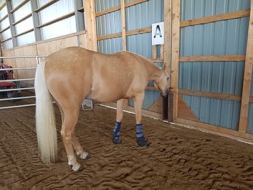 Barrel Race Prospect (2yrs)