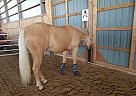 Quarter Horse - Horse for Sale in Mascouche, QC J7K 3C2 Quarter Horse - Horse for Sale in Mascouche, QC J7K 3C2