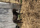 Miniature - Horse for Sale in Ames, IA 50010